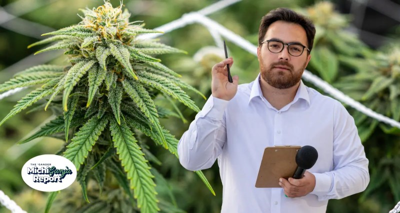 cannabis