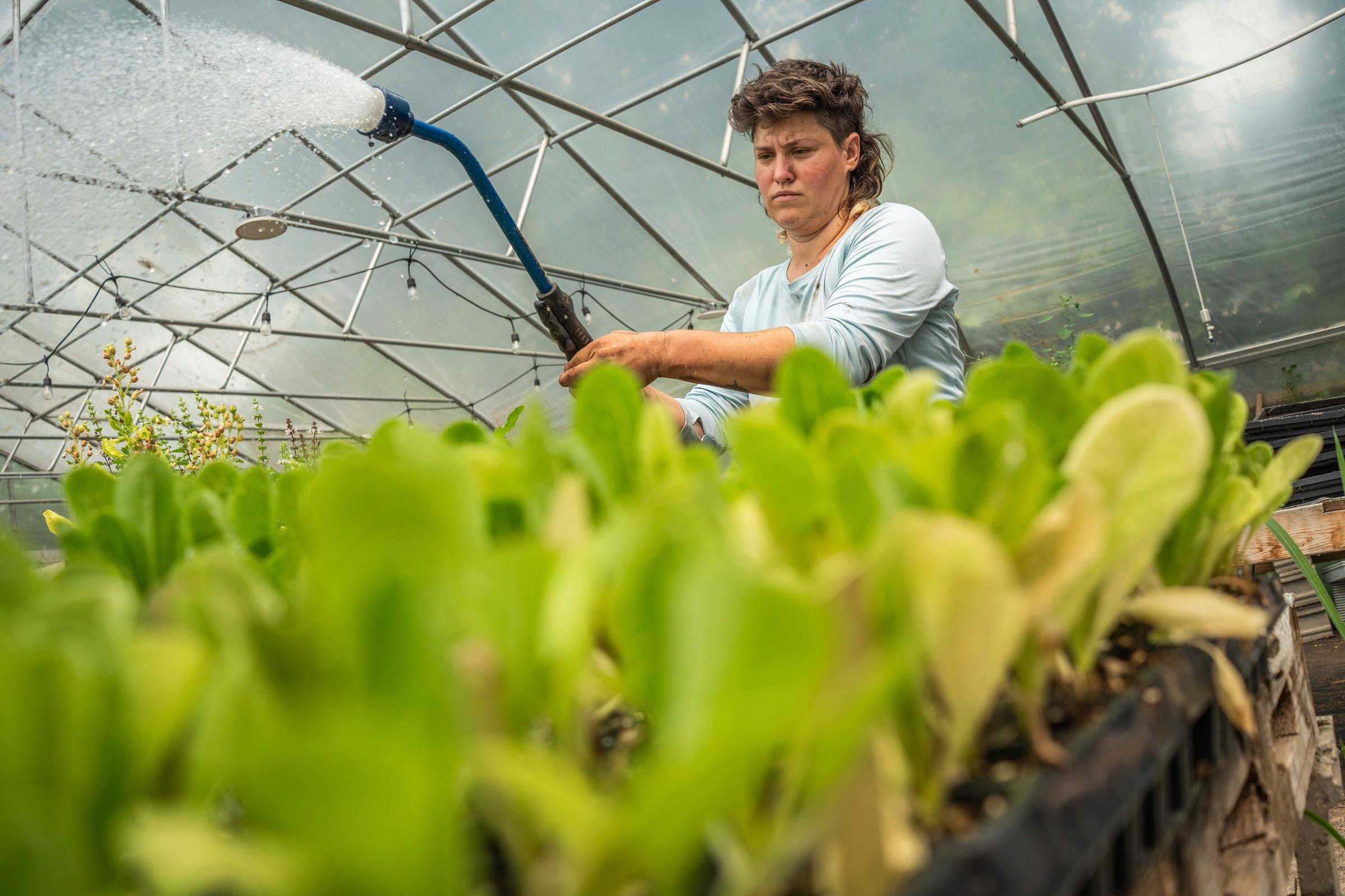 For small urban farmers, business is booming amid cyclospora outbreak
