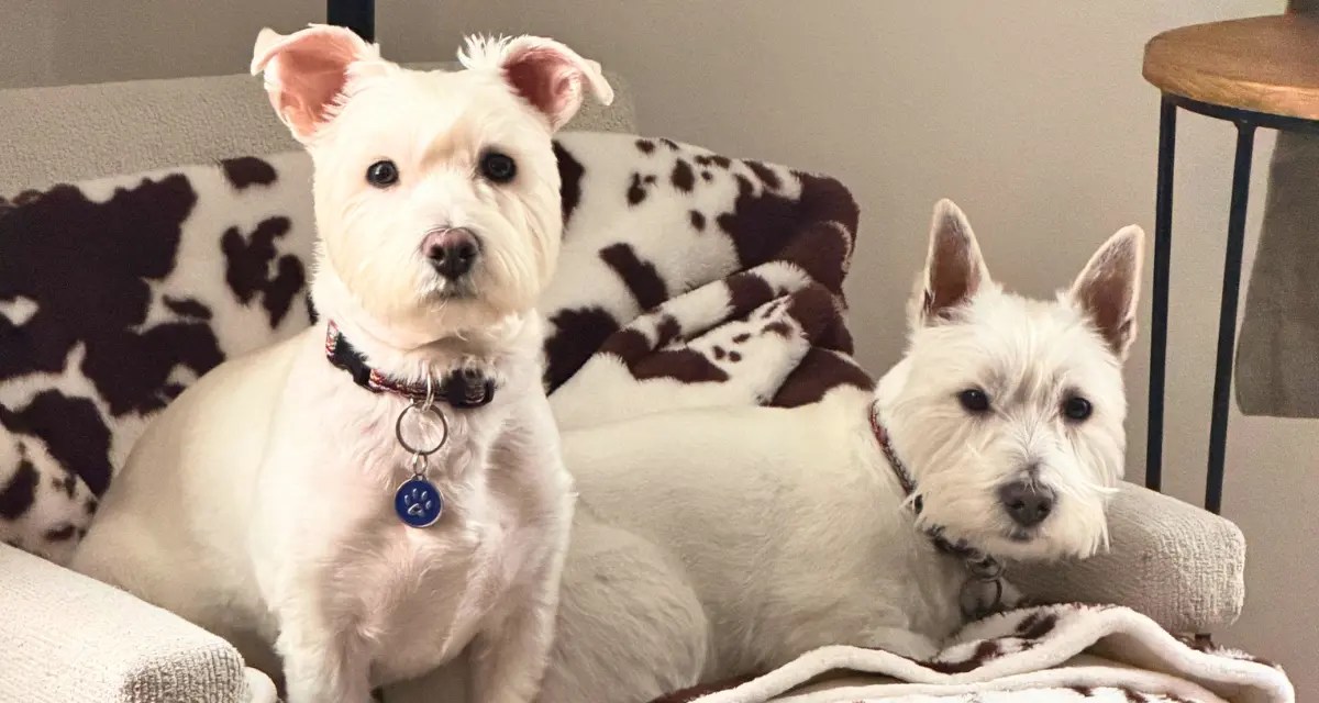 dogs