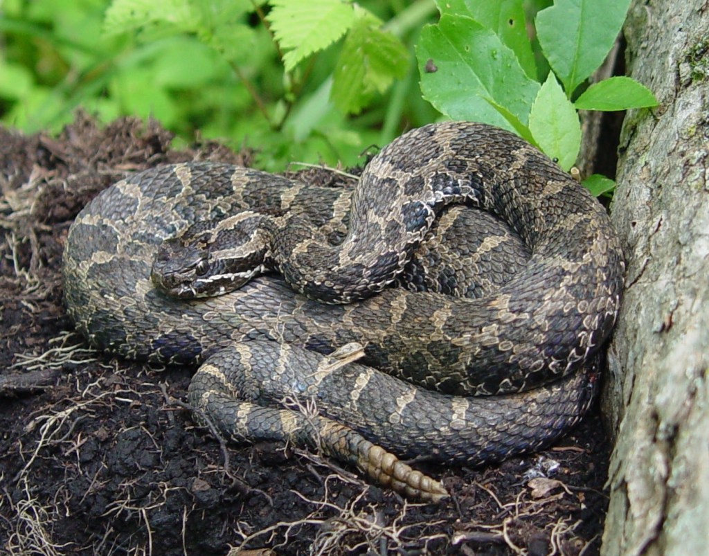 Despite bite incident, don’t harm Michigan’s protected rattlesnake, state says