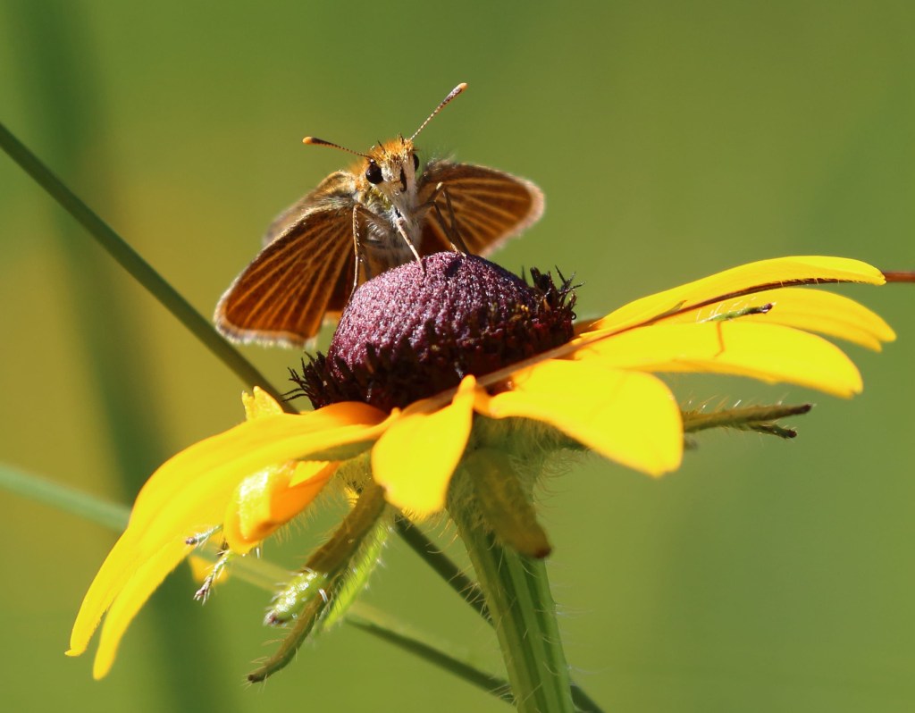 A butterfly nearing global extinction gets new hope in Michigan
