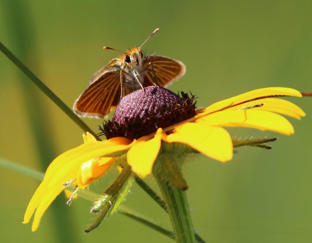 How a MI butterfly was saved from the brink of extinction