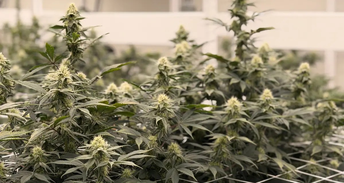 cannabis