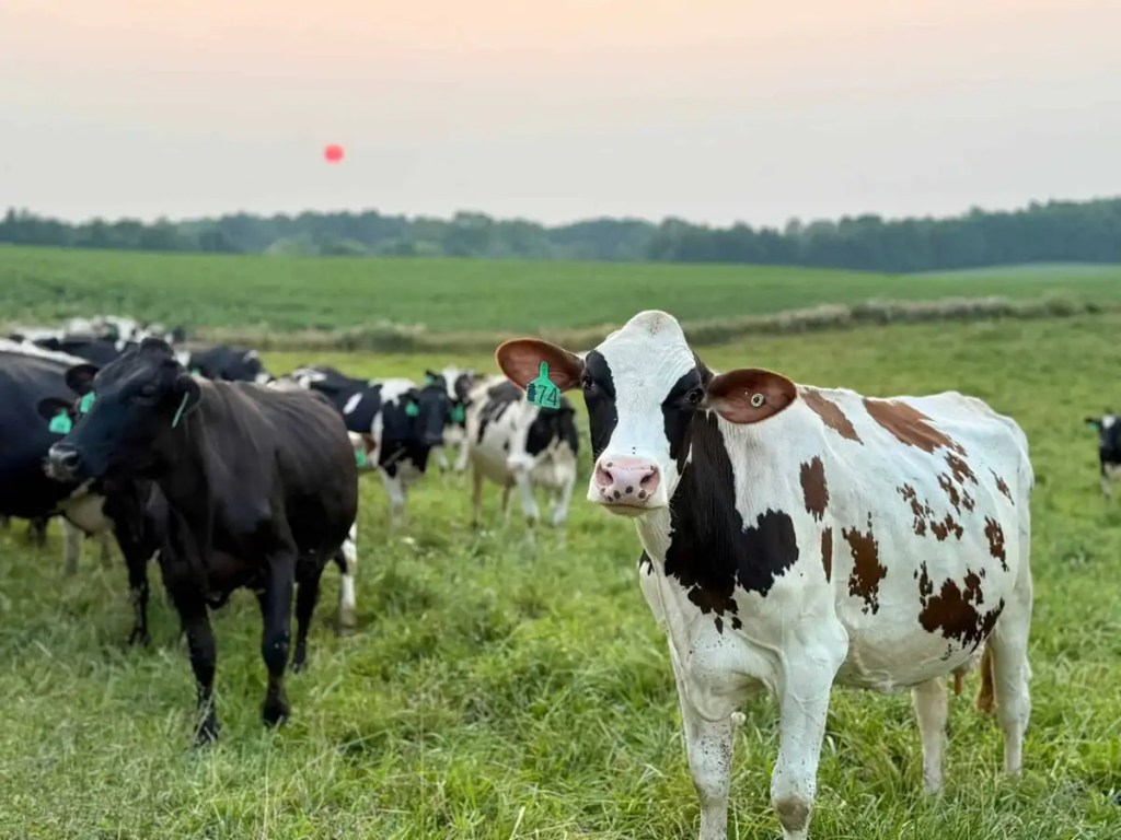 Get to know 10 family-owned dairy farms in Michigan