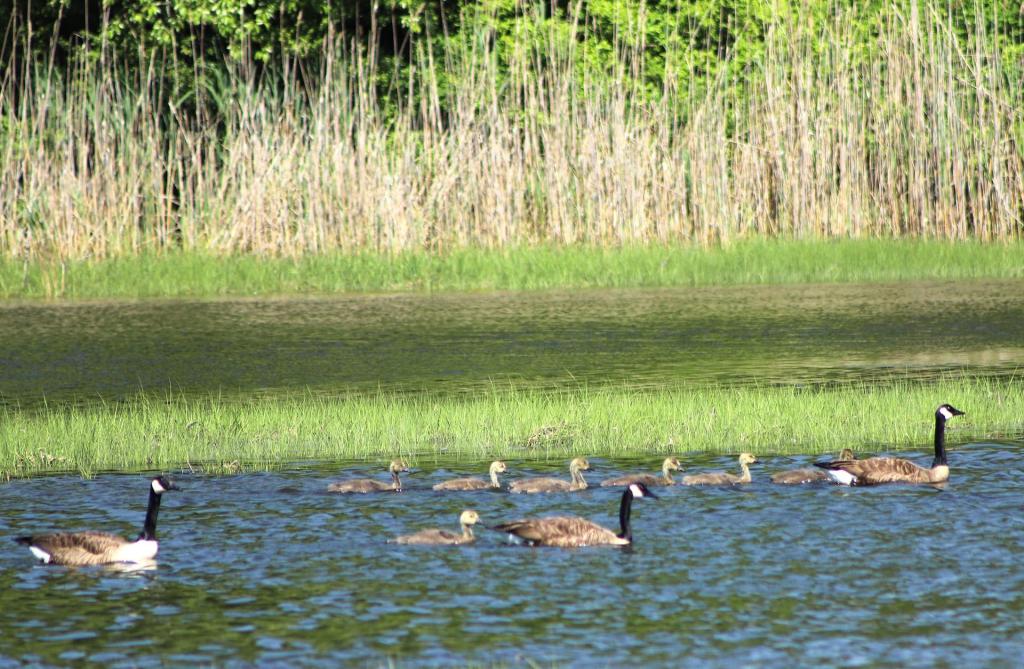 1 simple way to help MI’s migrating birds