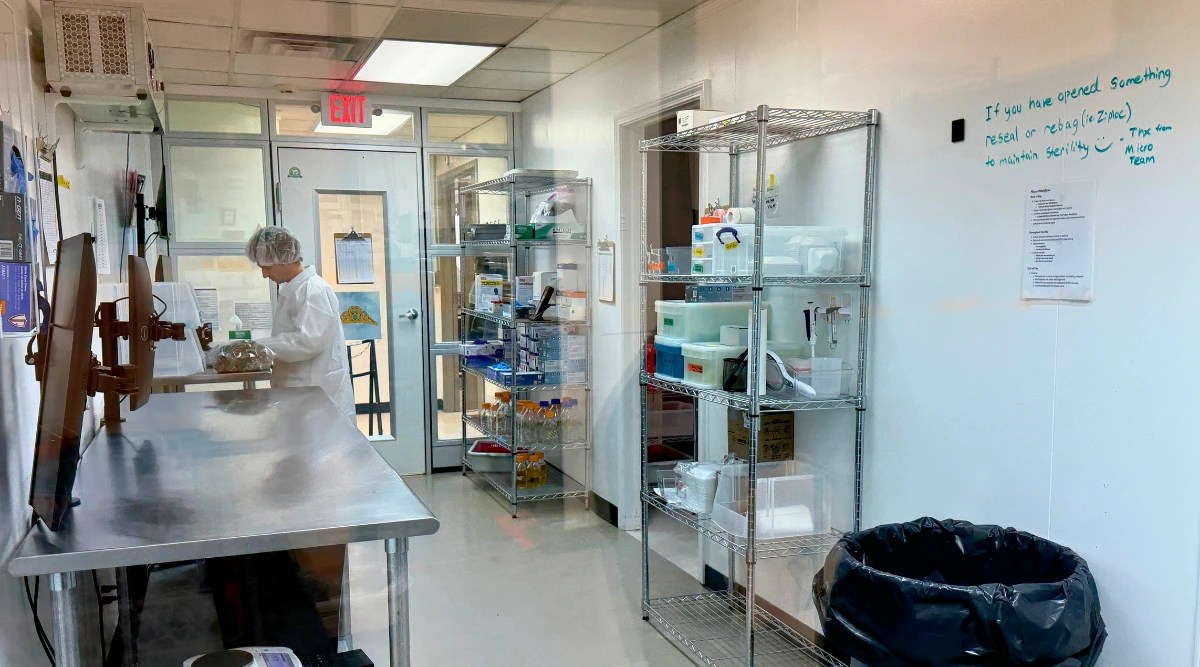 lab
