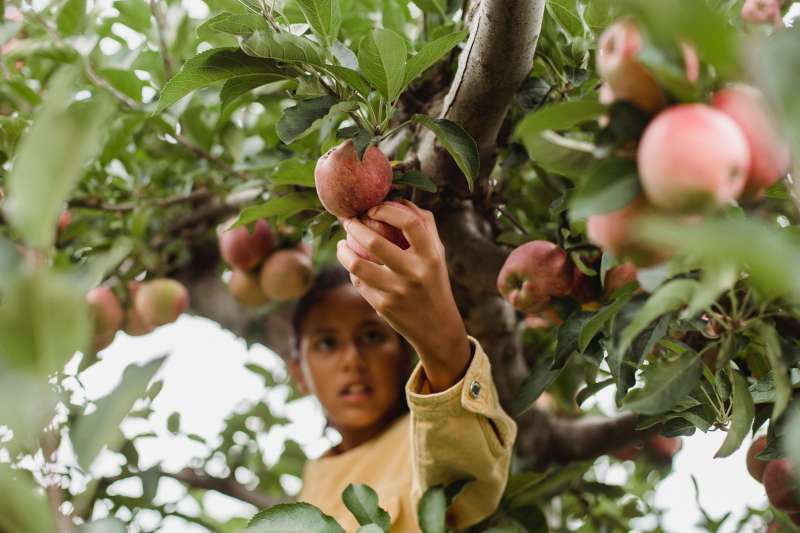 girl picking apples at an orchard fall events