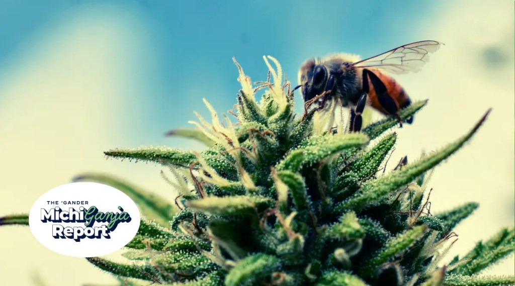 6 quick hits of cannabis news from across Michigan