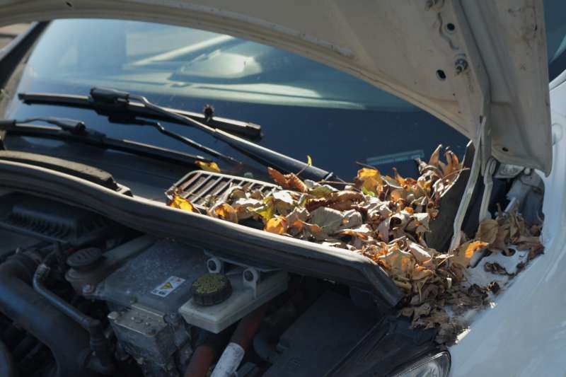 Leaves are seen under a car hood.