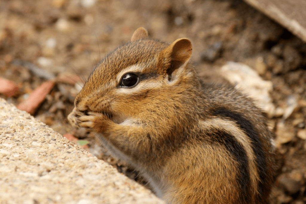 Tips for making peace with chipmunks around your home