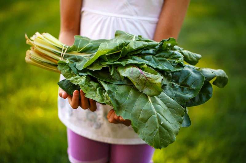 Michigan CSAs