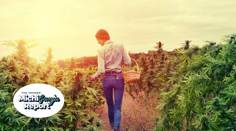 A cannabis worker walks in a field of marijuana plants.
